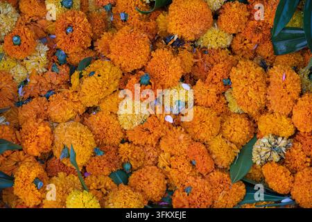 Vollformat-Haufen von orangefarbenen und gelben Ringelblumenblüten mit grünen Blättern. Stockfoto