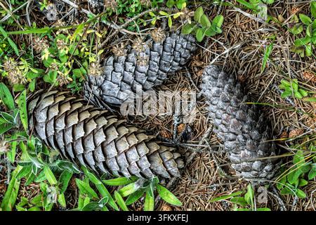 Drei gefallene Kiefernzapfen liegen zwischen grünen Pflanzen und getrockneten Kiefernnadeln auf dem Waldboden und markieren den saisonalen Wandel. Stockfoto