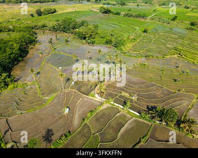 Drohnenperspektive über überflutete und bewirtschaftete Reisfelder, tropische Vegetation, Kokospalmen und Feldraine in Lumajang, Indonesien. Stockfoto