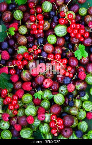 Blick von oben auf frisch reife Sommerbeeren (Stachelbeere, rote Johannisbeere, Himbeere) als Hintergrund Stockfoto
