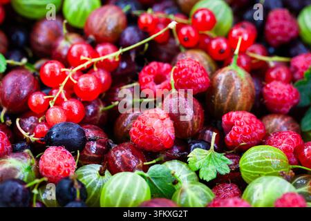 Nahaufnahme von frischen reifen Sommerbeeren (Stachelbeere, Rote Johannisbeere, Himbeere) als Hintergrund Stockfoto