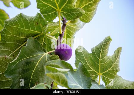 Feigen (Ficus carica) wachsen an einem Ast neben einem großen Feigenblatt Stockfoto