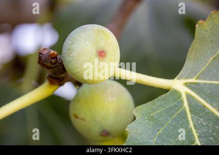 Feigen (Ficus carica) wachsen an einem Ast neben einem großen Feigenblatt Stockfoto