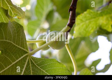 Feigen (Ficus carica) wachsen an einem Ast neben einem großen Feigenblatt Stockfoto