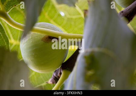 Feigen (Ficus carica) wachsen an einem Ast neben einem großen Feigenblatt Stockfoto