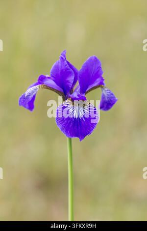Nahaufnahme einer blühenden sibirischen Schwertlilie mit tiefvioletten Blütenblättern auf einem unscharfen Hintergrund. Stockfoto