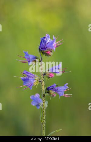 Nahaufnahme von blühendem Schlangenkopf mit blauen und violetten Blüten auf einem unscharfen grünen Hintergrund. Stockfoto