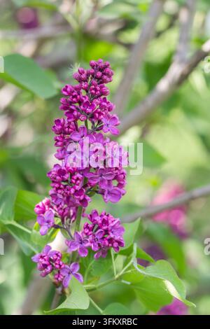 Nahaufnahme von blühenden lila Fliederblüten an einem Strauch im Frühling. Stockfoto
