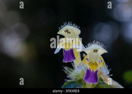 Makro-Nahaufnahme von zwei Galeopsis speciosa-Blüten, bedeckt mit winzigen funkelnden Morgentautropfen. Gelbe, lila und cremeweiße Wildblumen stehen o Stockfoto