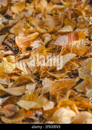 Vertikaler Teppich aus goldenem Herbstlaub im Park an einem sonnigen Tag. Detaillierte Ansicht der Blattadern, warme Gelb- und Orangetöne, Oktoberstimmung, Kopierraum oben für saisonales Bannerdesign. Stockfoto