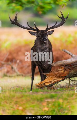 Ein Rotwild-Hirsch (Cervus elaphus) steht mit Blick auf die Kamera in einer herbstlichen Waldlichtung neben einem umgestürzten Baumstamm. Stockfoto