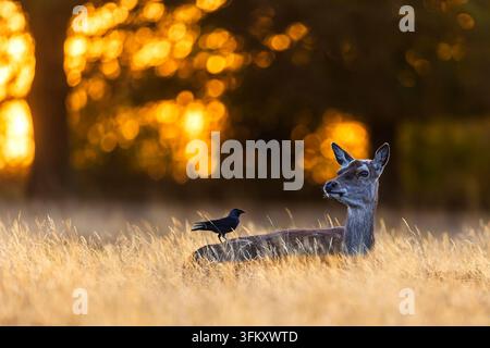 Ein Rotwild-Hind (Cervus elaphus) liegt im goldenen Wiesengras, während ein dunkler Rabenvogel bei Sonnenuntergang auf ihrem Rücken sitzt. Stockfoto