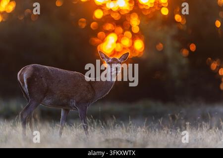 Eine Rotwildhindin (Cervus elaphus) steht in einer Wiese bei Sonnenuntergang mit brilliantem orangefarbenem Wald-Bokeh, das hinter ihr glüht. Stockfoto