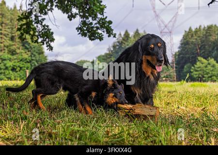 Erwachener Hovawart-Hund mit einem weiblichen Böhmischen Schäferhund-Welpen, der ein Stück Holz auf einer grasbewachsenen Wiese untersucht, Haushund Canis lupus familiaris. Stockfoto