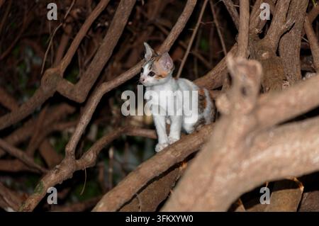 Kleines Kätzchen sitzt auf Baumzweigen in der Nacht Stockfoto
