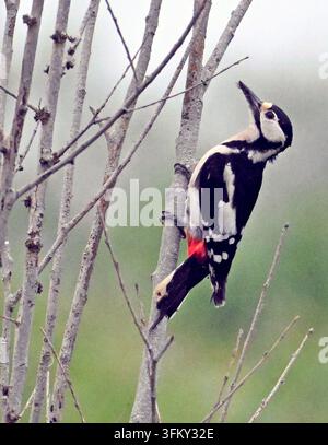 Buntspecht Dendrocopus major Arundel West Sussex Stockfoto