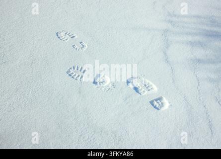 Fußabdrücke im frischen Schnee, Winterwanderweg über eine verschneite Landschaft mit sanftem natürlichem Licht und Platz für saisonales Design Stockfoto