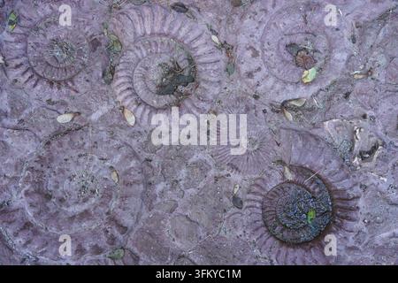 Berlin, Deutschland – 26. September 2026: Nahaufnahme von versteinerten Ammoniten an der geologischen Wand im Botanischen Volkspark Blankenfelde-Pankow. Stockfoto