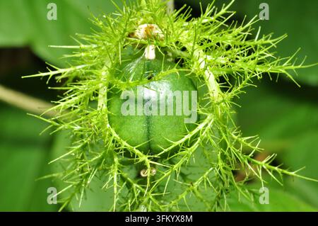 Nahaufnahme von oben der grünen Passiflora foetida-Frucht innerhalb haariger Hochblätter Stockfoto