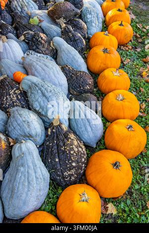 Reiche Ernte farbenfroher Erbsenzucht-Kürbisse und -Gurken, die für die Herbstsaison ausgestellt sind Stockfoto