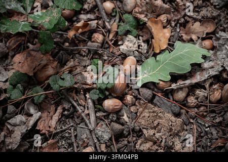 Eicheln, die über einen natürlichen Waldboden verstreut sind, zwischen gefallenen Eichenblättern, Zweigen und Waldvegetation im Herbst Stockfoto