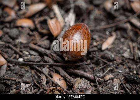Eicheln, die über einen natürlichen Waldboden verstreut sind, zwischen gefallenen Eichenblättern, Zweigen und Waldvegetation im Herbst Stockfoto