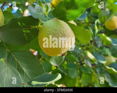 Einzige reife gelbe Quitte mit flauschiger Schale, die an einem Ast hängt, umgeben von großen grünen Blättern in einem sonnigen Herbstgarten, Makro-Nahaufnahme von frisch Stockfoto