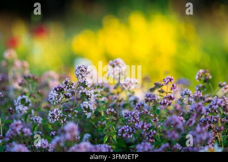 Origanum vulgare, wilder Oregano, eine duftende mehrjährige Pflanze mit Büscheln von rosa-lila Blüten und grünen aromatischen Blättern, blühend auf einer sonnigen Wiese. Stockfoto
