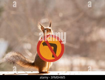 Red Squirrel steht mit einem Nein links / rechts abbiegen in der Kreuzung Schild Stockfoto