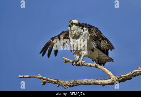 Osprey, der auf einem Ast sitzt und die Flügel gegen den klaren blauen Himmel ausbreitet, in der Wildnis Stockfoto