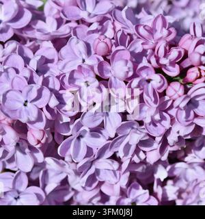 Hintergrund aus blühendem lila Terry-Lila. Weiche Schärfe. Floraler Hintergrund Stockfoto