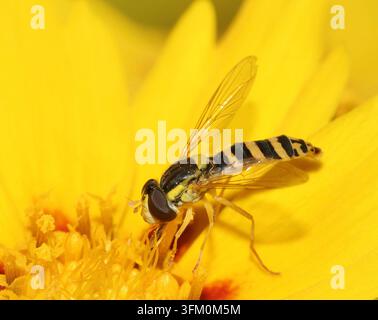 Gemeine Furchenlibelle Sphaerophoria scripta Weibchen Stockfoto