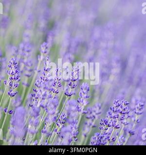 Lavendelblüten blühen auf dem Feld. Weichfokus. Blumenhintergrund Stockfoto