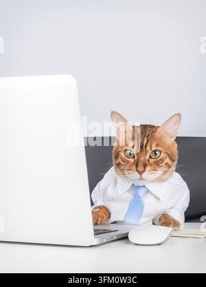 Lustige und stilvolle Katze in Hemd und Krawatte, ernsthaft an einem Laptop arbeitend. Geeignet für Remote-Arbeit, Freelancing, Business, Finanzen, Marketing und humorvolle Zusammenarbeit Stockfoto