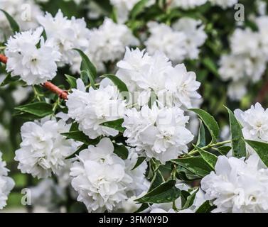 Weiße Terry-Jasminblüten im Garten vor blauem Himmel. Blumenhintergrund Stockfoto