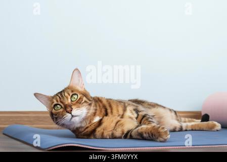 Bengal-Katze liegt auf Yogamatte im Inneren mit Kopierraum. Haustier ruht während der Heimtraining-Szene, minimaler Hintergrund und weiches natürliches Licht Stockfoto