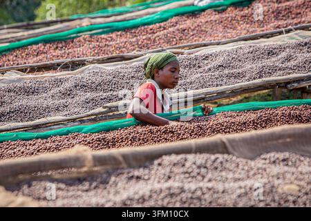 Luftaufnahme einer Frau, die an der Kaffeeverarbeitung arbeitet, indem sie Kaffeebohnen zum Trocknen auf Racken in der Sonne in Bujumbura, Bujumbura, Burundi ausbreitet. Stockfoto