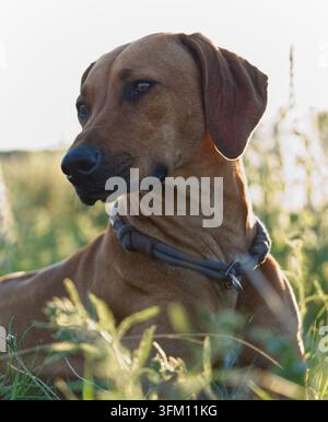 Rhodesian Ridgeback-Hund Tierporträt Kopfporträt Augen im Freien Sonnenuntergang Jena Stockfoto