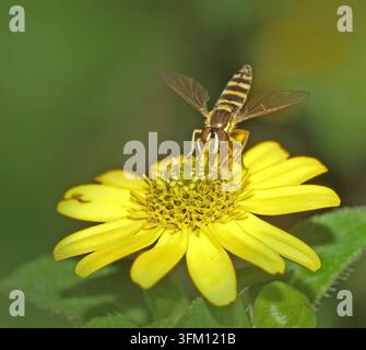 Gemeine Schwebfliege Sphaerophoria scripta, Weibchen Stockfoto