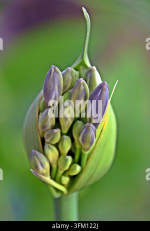 Nahaufnahme mit blauen Agapantus-Knospen Stockfoto