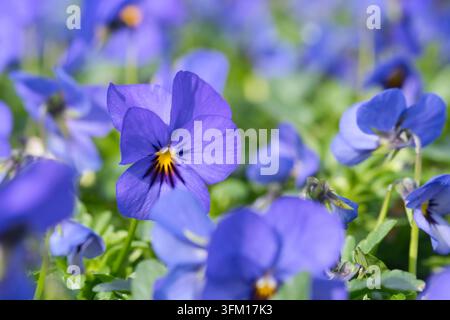 Nahaufnahme von Viola wittrockiana, lila Stiefmütterchen, Makrofoto Stockfoto