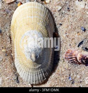Nahaufnahme mit Meeresmuscheln am Strand Stockfoto