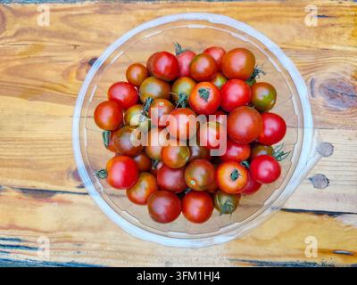 Tomatenpflanzen, die in Reihen auf einem Gemüsebeet wachsen, mit reifen und unreifen Tomaten, Erde und Holzstützen unter natürlichen Außenbedingungen. Stockfoto
