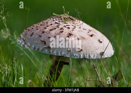 Parasolpilz Macrolepiota procera wächst in üppigem grünem Gras Stockfoto