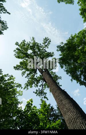 Niedrigwinkelaufnahme eines hohen, ausgewachsenen Baumes, umgeben von üppigem grünen Laub vor einem hellblauen Sommerhimmel mit zarten Wolken. Die aufwärts gerichtete Perspektive em Stockfoto