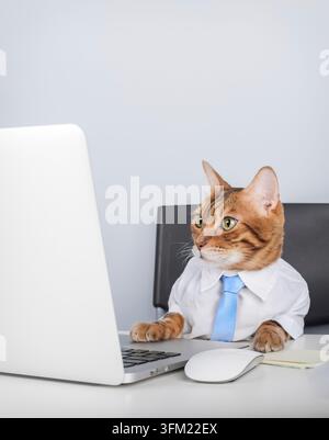 Lustige und stilvolle Katze in Hemd und Krawatte, ernsthaft an einem Laptop arbeitend. Geeignet für Remote-Arbeit, Freelancing, Business, Finanzen, Marketing und humorvolle Zusammenarbeit Stockfoto