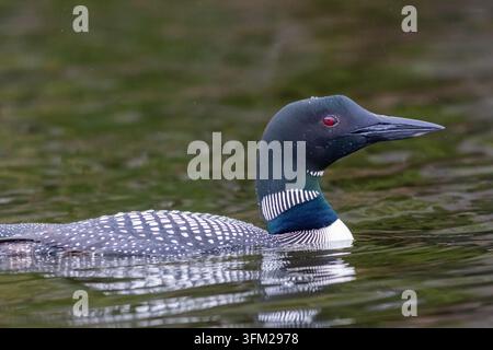Doppelschwimmer, Gavia immer, erwachsener Mann, Nahaufnahme im Fish Creek Pond, NY, Adirondacks im frühen Herbst Stockfoto