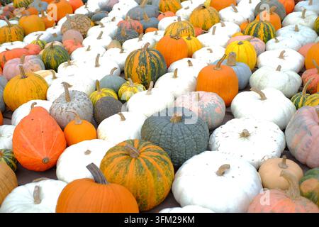 Große Sammlung frischer bunter Kürbisse und Flaschenkürbisse, präsentiert in einer Ganzbildkomposition. Thanksgiving- und Halloween-saisonale Konzepte. Stockfoto