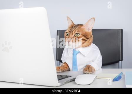 Lustige und stilvolle Katze in Hemd und Krawatte, ernsthaft an einem Laptop arbeitend. Geeignet für Remote-Arbeit, Freelancing, Business, Finanzen, Marketing und humorvolle Zusammenarbeit Stockfoto