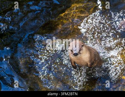 Ein nordamerikanischer Biber taucht in klarem Wasser auf Stockfoto